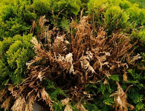 Are Bagworms Bad for Trees? Identifying and Managing This Stealthy Pest