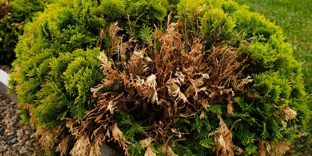 Are Bagworms Bad for Trees