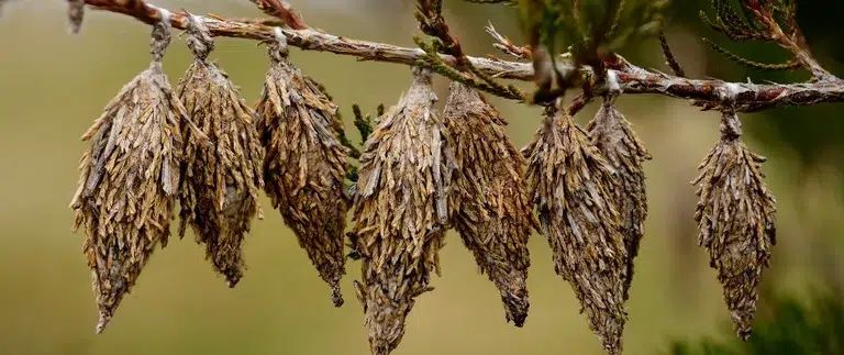 From Overwintering Eggs to "Ballooning" Larvae