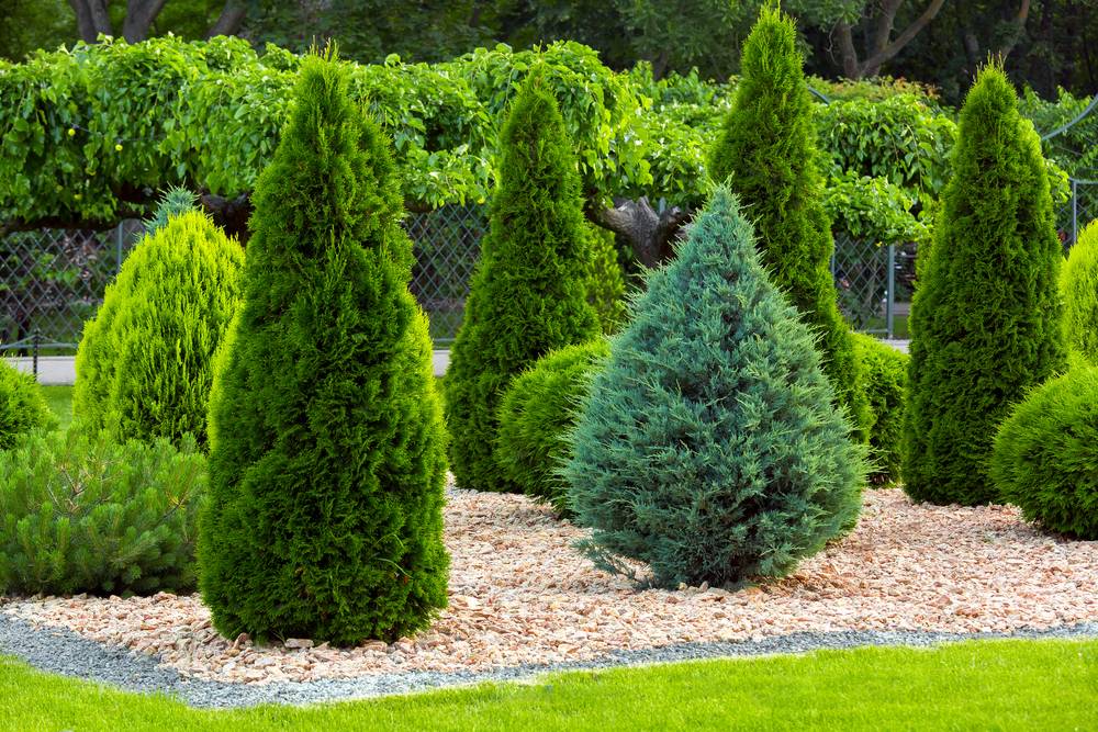 High-Risk Evergreens: Arborvitae, Juniper, and Spruce