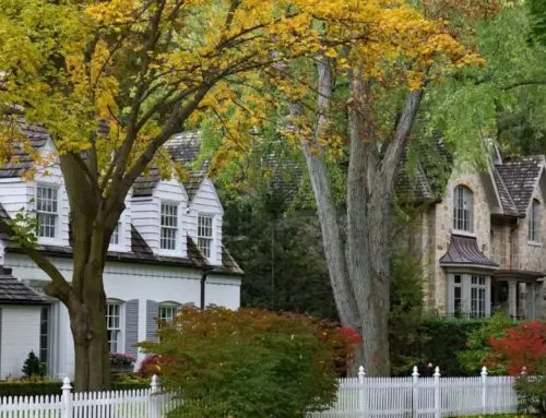 How Far Do Tree Roots Spread? A Guide to Root Systems & Urban Health