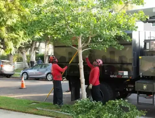 How to Stop Tree Sprouts Without Killing the Tree: Safe Control Options