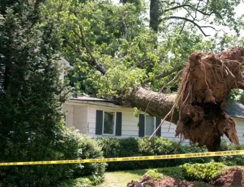 Tree Rotting at Base: Causes, Warning Signs, and Professional Solutions