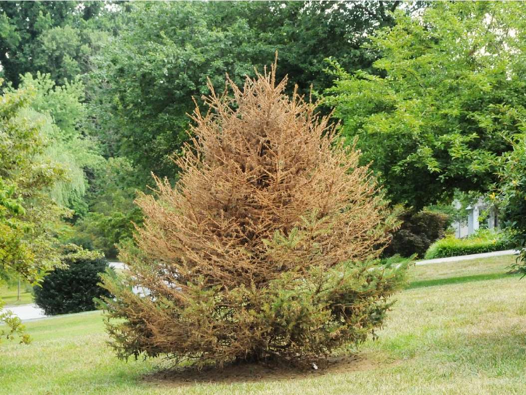 Recognizing the Signs: Defoliation and "Bronzing"