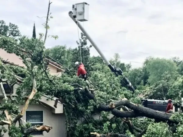 Emergency Tree Service (1)