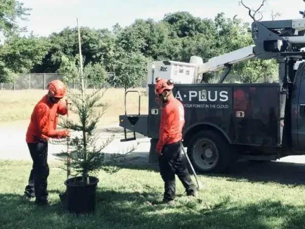 Tree Planting (1)