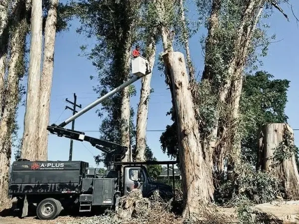 Tree Removal (1)