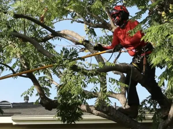 Tree Trimming (1)