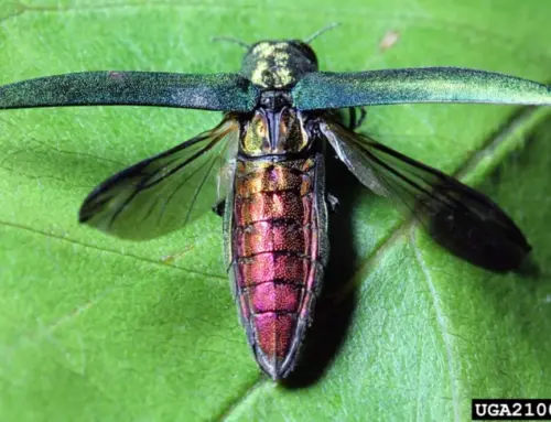 How to Get Rid of Emerald Ash Borer: Treatment, Removal, and Prevention