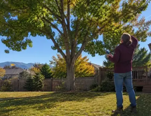 Penalty for Cutting a Tree Without a Permit: What California Homeowners Need to Know