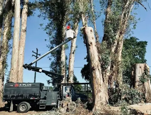 Tree Care Company vs Landscaping Company: Which One Do You Need?