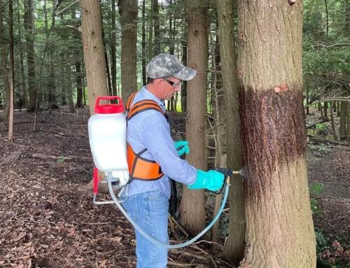 Tree Borer Treatment: How to Save and Protect Your Trees