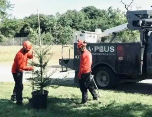 Best Time to Plant Trees: Expert Advice by Season, Species, and Region