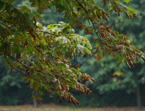 Thrips Damage: How to Spot It, Confirm It & Stop It