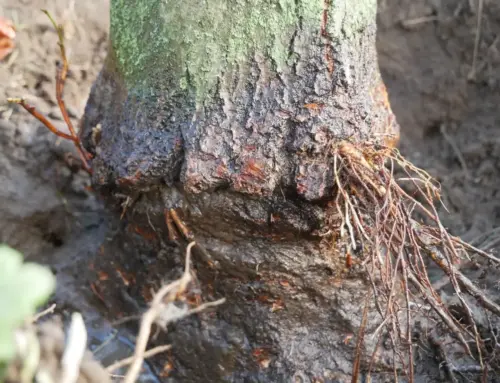 Girdling Roots: How to Identify and Treat Them
