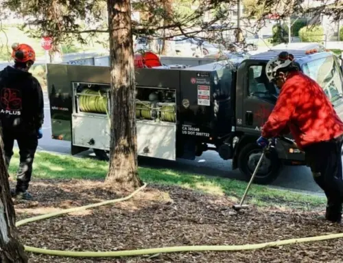 Can Trees Recover From Heat Stress? Signs and How to Help
