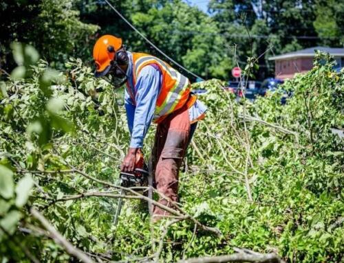 Tree Removal Permit: When You Need One and How to Apply