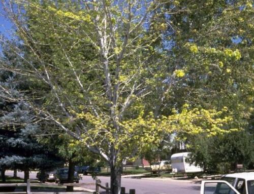 Verticillium Wilt in Trees: Symptoms, Treatment, and Survival