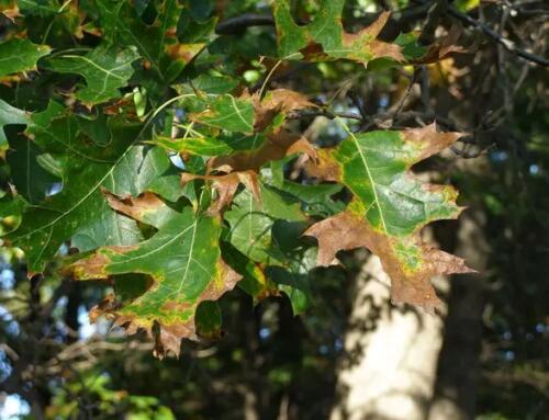 Oak Wilt Treatment: Signs, Symptoms, Options, and Prevention