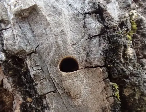 How to Recognize Ambrosia Beetle Damage and Protect Your Trees