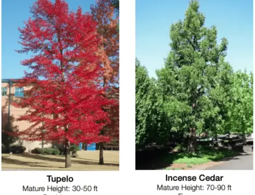 Drought-Tolerant Trees: 10 Options for Western Landscapes