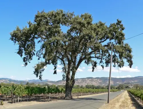 Types of Oak Trees and How to Tell Them Apart