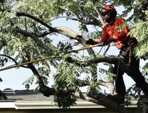 Why Tree Topping Harms Trees and What to Do Instead